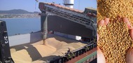 Milling wheat #4 FOB ports of Russia