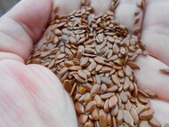 Flax seeds CIF Shanghai China