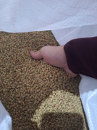 Green lentils FOB Novorossiysk Russia