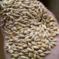 Feed barley CFR Bandar-e Anzali Iran