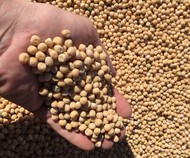 Yellow peas FOB ports of Russia